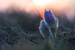 Spring flower (Pulsatilla grandis) in sunset