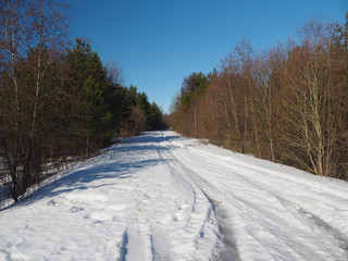 Canvas Print - road in the forest in winter