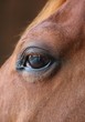 horse eye close-up detail with reflection of yard