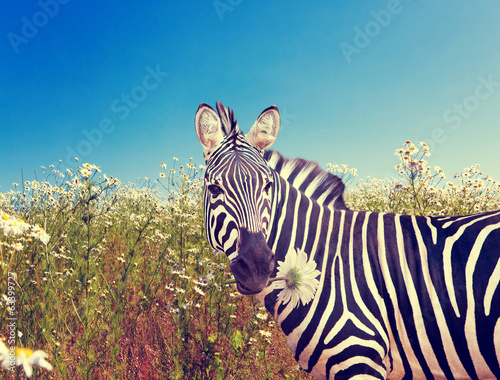 Board z aluminiowym obramowaniem Zebra z rumiankiem, z efektem retro