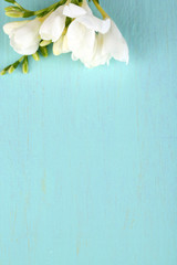 Poster - Beautiful freesias on blue background