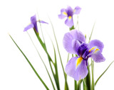 Beautiful iris flower isolated on white