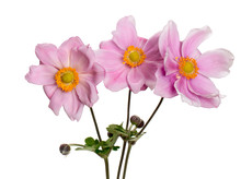 Pink Anemone Flowers