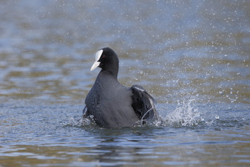 Wall Mural - coot, fulica atra