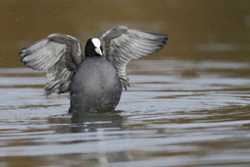 Wall Mural - coot, fulica atra