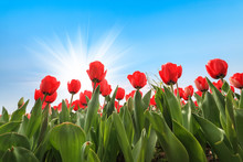 Many Red Tulips Over Blue Sky