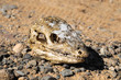 Canarian Dry Lizard Skull