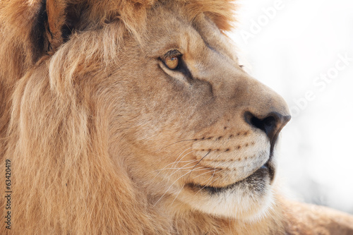 Board z aluminiowym obramowaniem Piękny mężczyzna lew mądrze patrząc na odległość