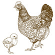illustration of engraving chicken and chick