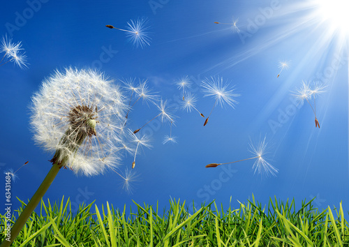 Naklejka dekoracyjna Dmuchawiec w polu trawy na tle czystego nieba