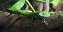 A Green Gecko, Perched On A Branch