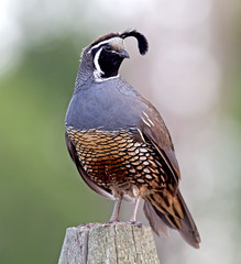 California Quail