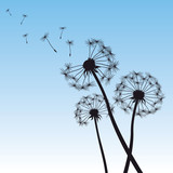 Fototapeta Dmuchawce - vector illustration dandelion blue sky
