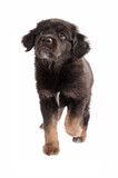 Fototapeta Psy - Adorable puppy walking on a white background