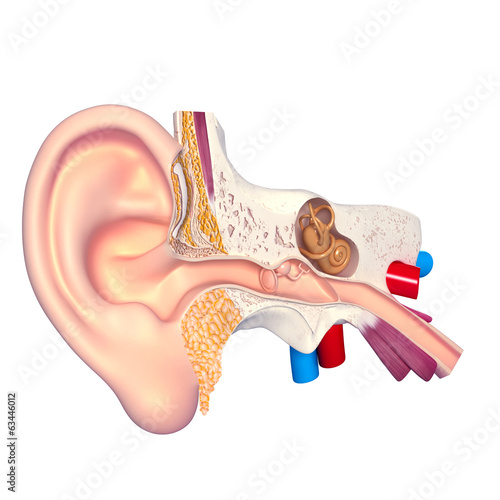 anatomia-ludzkiego-ucha