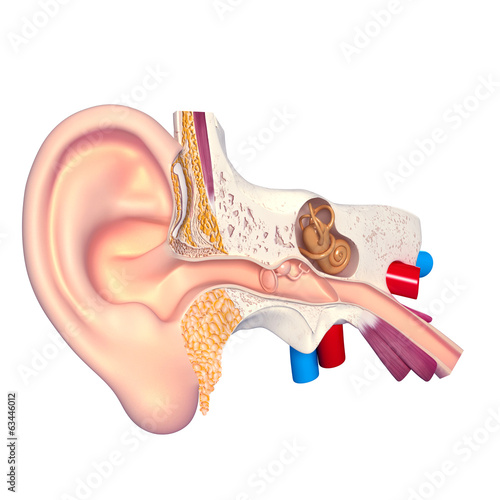 Naklejka na drzwi anatomy of human ear