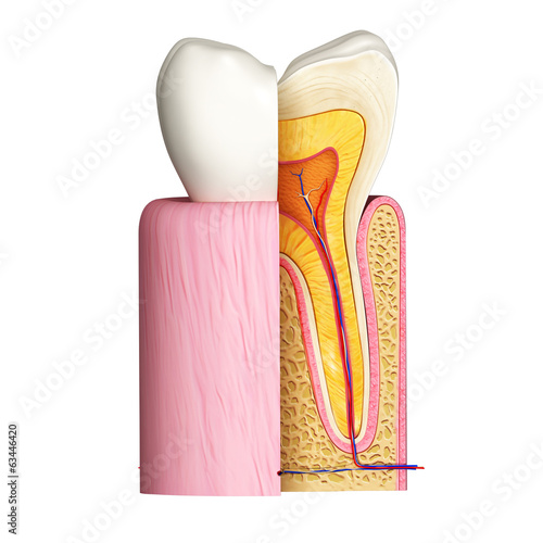 Naklejka na szybę 3D Illustration of teeth anatomy