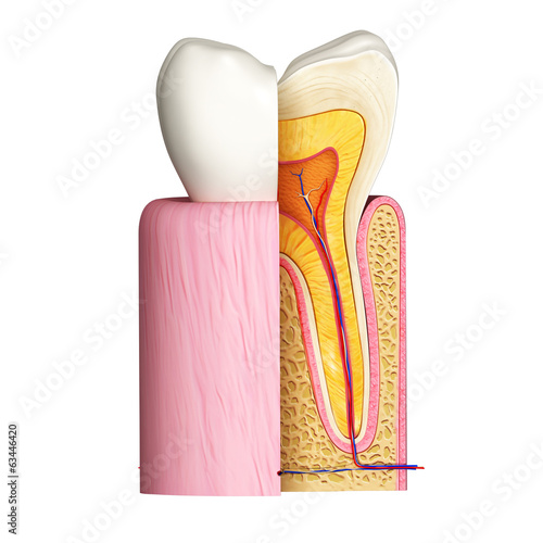 Naklejka - mata magnetyczna na lodówkę 3D Illustration of teeth anatomy