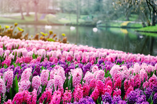 Tapeta ścienna Różowe hiacynty w ogrodach Keukenhof, Holandia