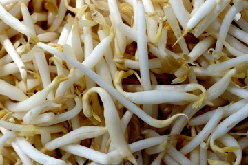 Bamboo Shoots