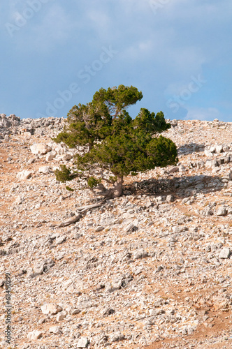 Lonely tree on the mountain, landscapes of Turkey Poster