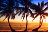 Fototapeta Fototapety z morzem do Twojej sypialni - Tropic sunrise through coconut palms