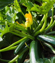 Marrows growing in garden