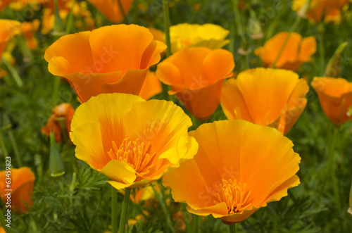 California poppy - Buy this stock photo and explore similar images at