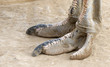 The foot of an Ostrich bird. South Africa