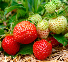 Erdbeeren Am Strauch