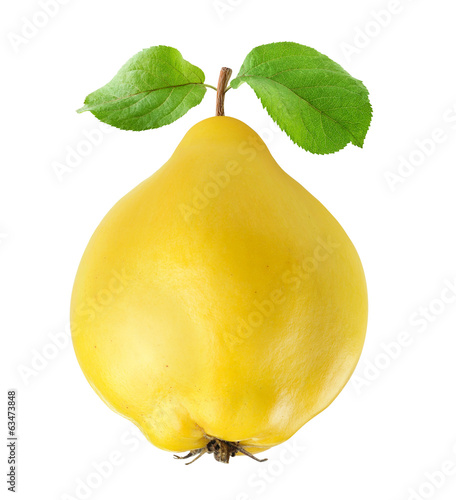 Isolated Quince One Quince Fruit With Two Leaves Isolated On White Background Buy This Stock Photo And Explore Similar Images At Adobe Stock Adobe Stock
