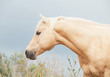portrait of palomino stallion of quarterhorse breed.