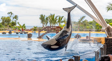 A Killer Whale Performing Acrobatic Jumps During A Show