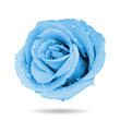 Blue roses isolated