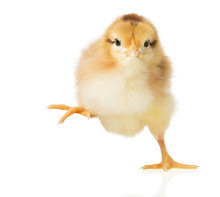 Little Chick On White Background