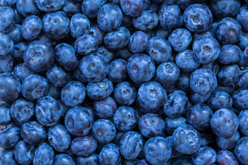 Wall Mural - Blueberries