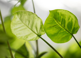 beautiful background of green plant leaf