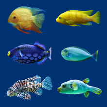 Set Of Tropical Fish. Isolated On Blue. Hight Res.