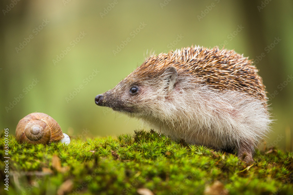 Eastern European Hedgehog - obrazy, fototapety, plakaty 
