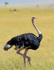 Wall Mural - Ostrich