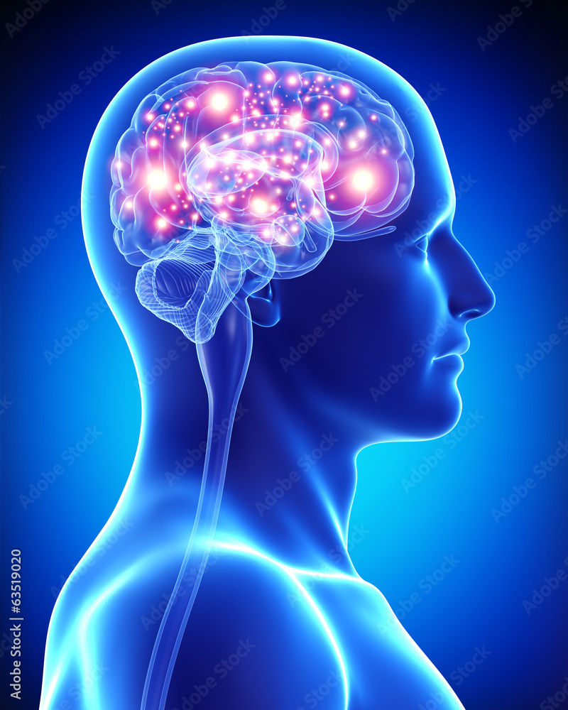 Anatomy of male active brain - obrazy, fototapety, plakaty 