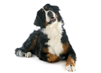 Canvas Print - bernese moutain dog