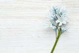 Fototapeta Lawenda - beautiful spring flowers on wooden surface