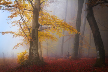 Fototapete - Mysterious foggy forest with a fairytale look