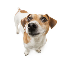 Small Cute Jack Russell Terrier Dog Smiling