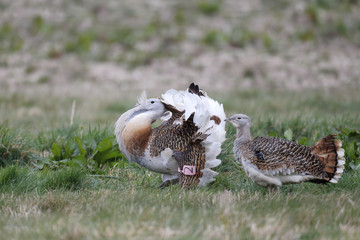 Sticker - Great bustard, Otis tarda