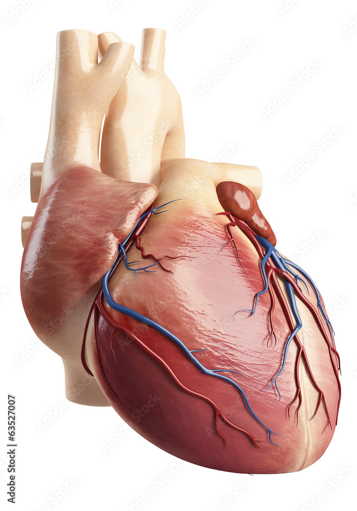 Side View Anatomy Of The Heart Interior Foto Poster