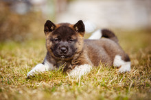 Adorable American Akita Puppy Resting