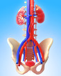 Anatomy of kidney in blue