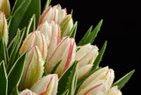 Fototapeta Tulipany - Mokre tulipany